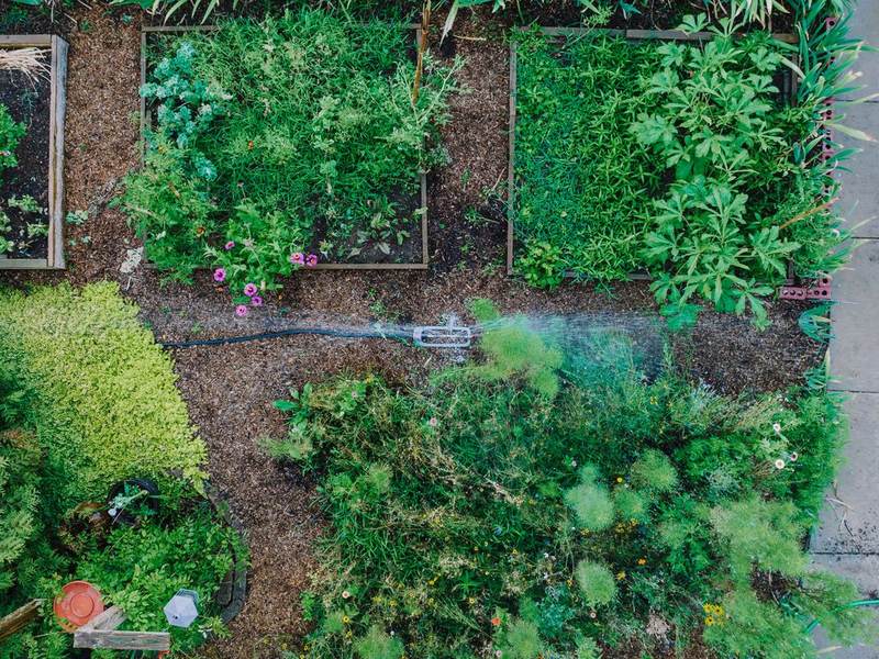 Looking down on a vegetable garden with raised beds and a sprinkler