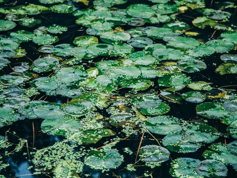 Green lily pads floating on the surface of a pond